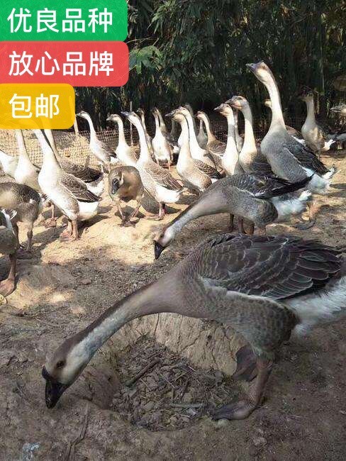 南宁马岗鹅苗 优质马岗鹅。好苗好养鹅