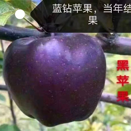 平邑县苹果树苗 黑红肉富士红树苗