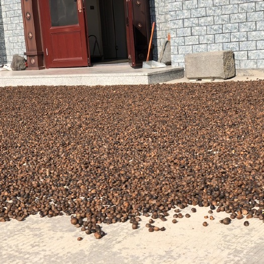 龙游县 正宗自家压榨山茶油