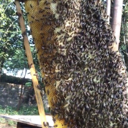 蒙自市中华蜜蜂  蜜蜂 中蜂