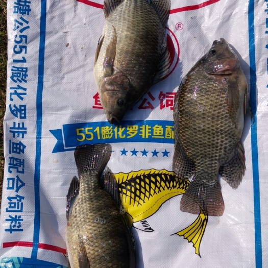 惠东县 罗非鱼