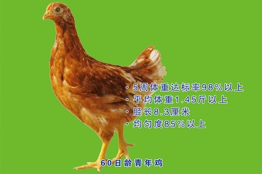 鹤壁京红1号蛋鸡 京红海兰褐