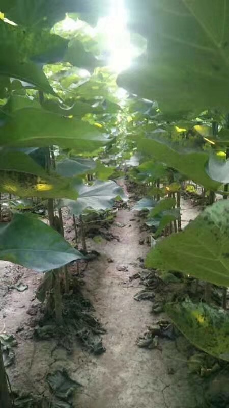 周口普通楸树  千亩精品各规格金丝楸树出售，满足不同客户需求，当天发货。