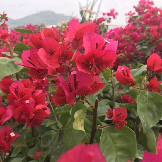 漳州红缨三角梅 价格可议 一手货源