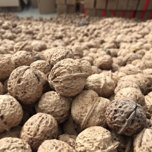 云龙县 云南野生新货薄皮核桃5斤10斤黑桃坚果零食纸皮核桃