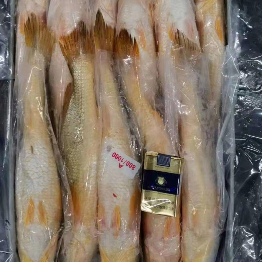 上海大黄鱼 缅甸黄鱼