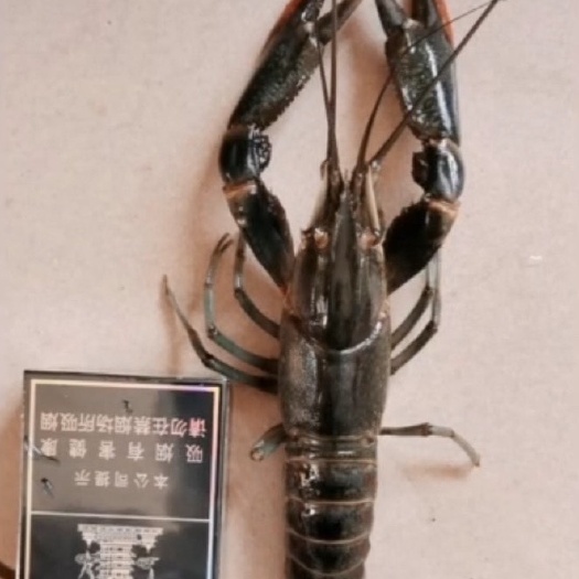 佛山 澳洲淡水小龙虾批发