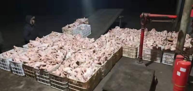 唐山鸡肉类 新鲜