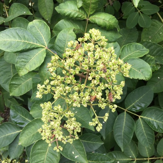 兰溪市吴茱萸苗