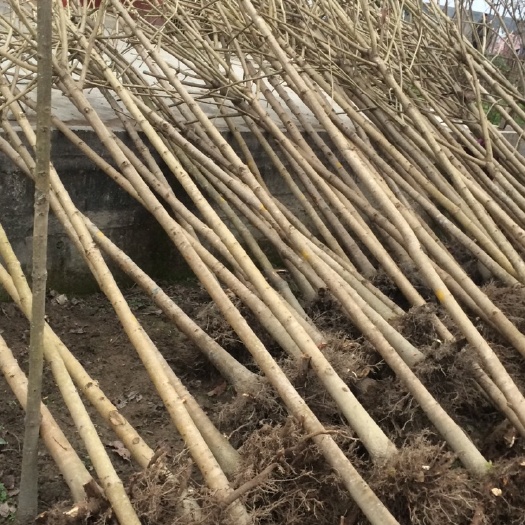 城固县七叶树，1到30公分，绿化工程专用。
