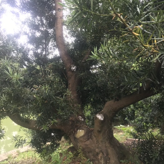 广州 30分至40几分本地罗汉松
