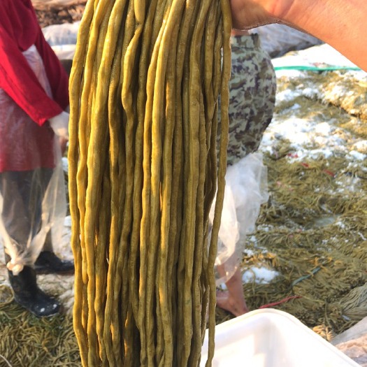 枝江市腌豆角 酸豆角，大量供应质量好价格实惠