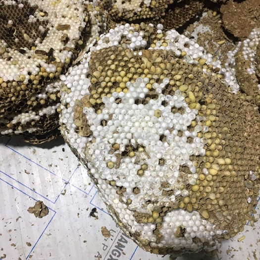 滁州土蜂蛹