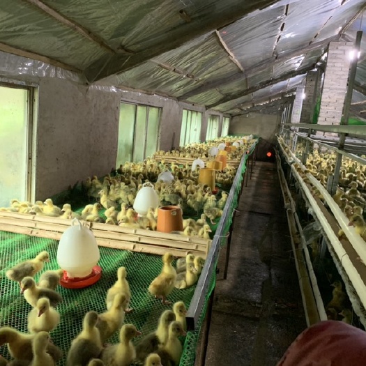 平塘县大白沙 持续出货。月供应3000+。找长期优良品质的合作伙伴