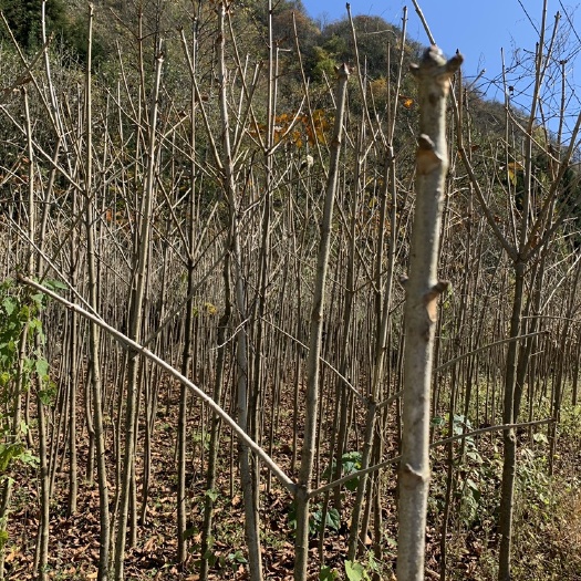 鹤峰县优质七叶树苗，基地直销，超低价格，成活率高，大量现货