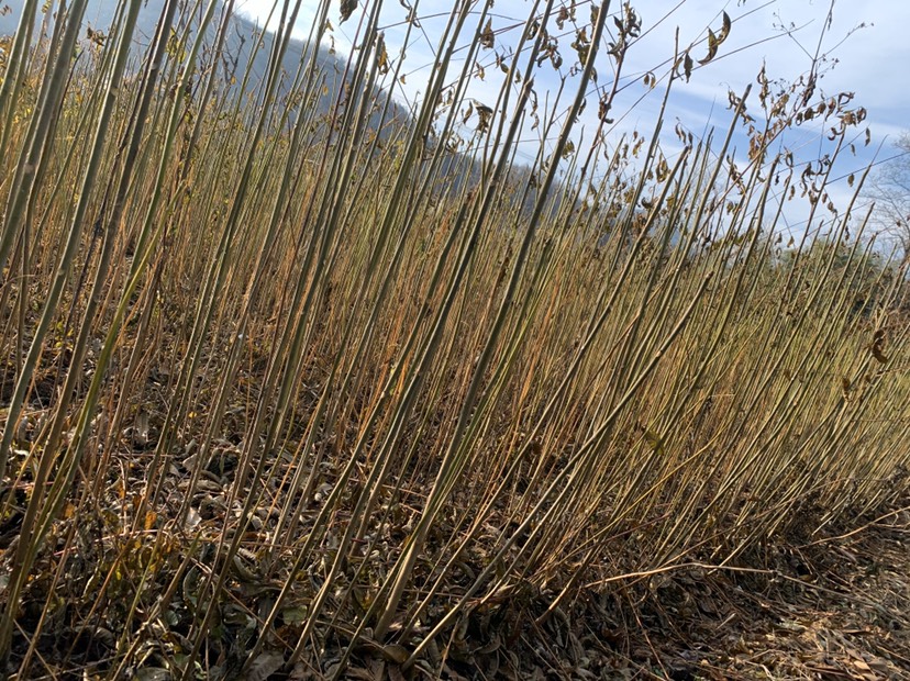 優(yōu)質(zhì)香椿苗，湖北紅油香椿，摘椿芽，基地直銷，成活率高