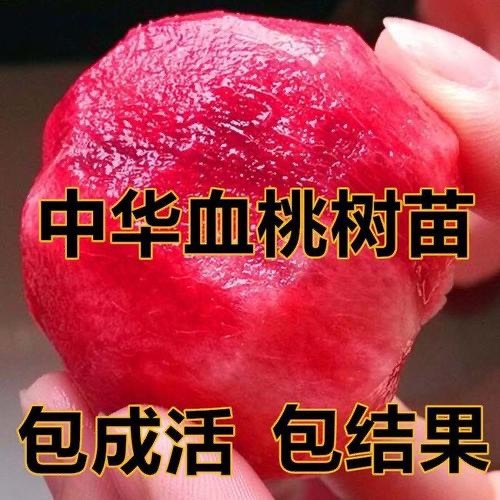 平邑县 正宗嫁接血桃树苗紫肉血桃苗红肉血桃苗。当年挂果，南北方均可种