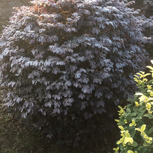 浏阳市 精品红花继木球