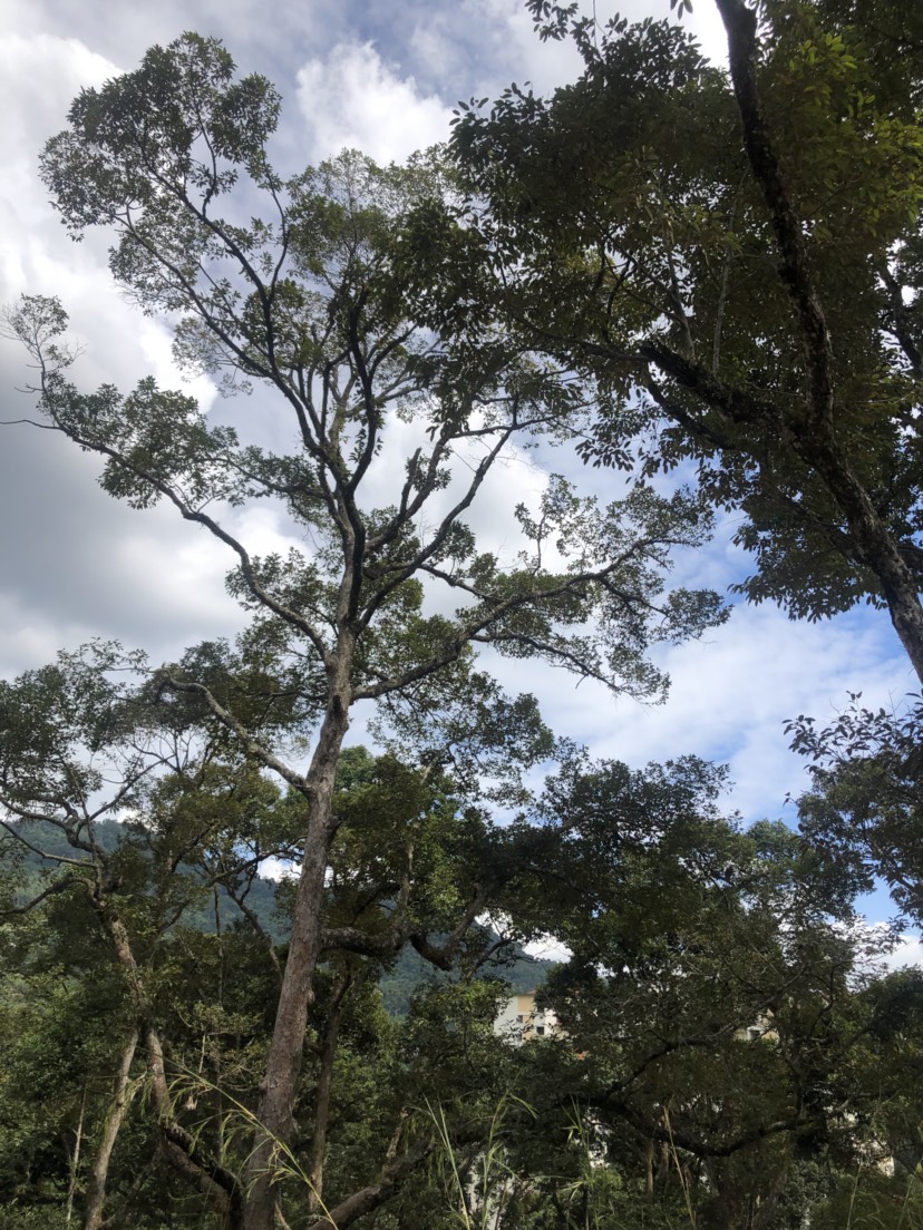 黑刺榴莲 马来西亚黑刺，于明年5月槟城主产地开始收果，欢迎订购