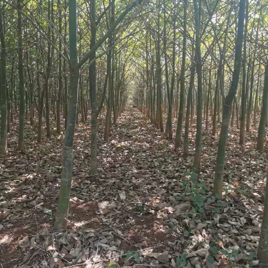 遂溪县 湛江遂溪有大量发财树供应