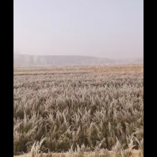 曲阳县 冬日里的 沙地柏