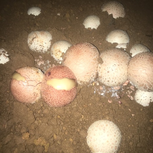 贞丰县竹荪菌种 红托竹荪菌棒