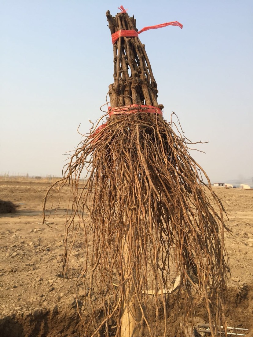 巨峰葡萄苗 巨峰巨丰扦插苗大粒葡萄苗南北方种植庭院种植果树苗