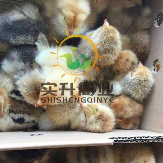 南宁K9鸡苗 优质K9