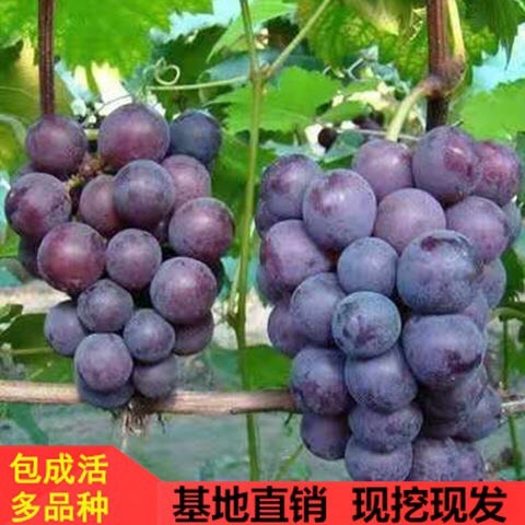 平邑县巨峰葡萄苗 巨峰葡萄树苗盆栽地栽红提萄葡苗爬藤果树苗南方北方种植葡萄树苗