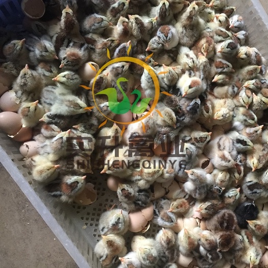 南宁彩凤鸡苗 优质彩凤鸡