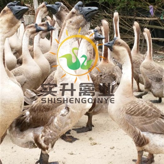 南宁狮头鹅苗 黑脚狮头鹅