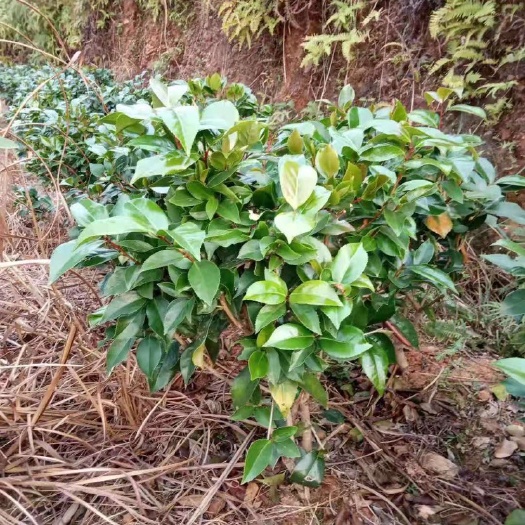 上杭县 三年赤丹和五色赤丹茶花树苗7-8万株。