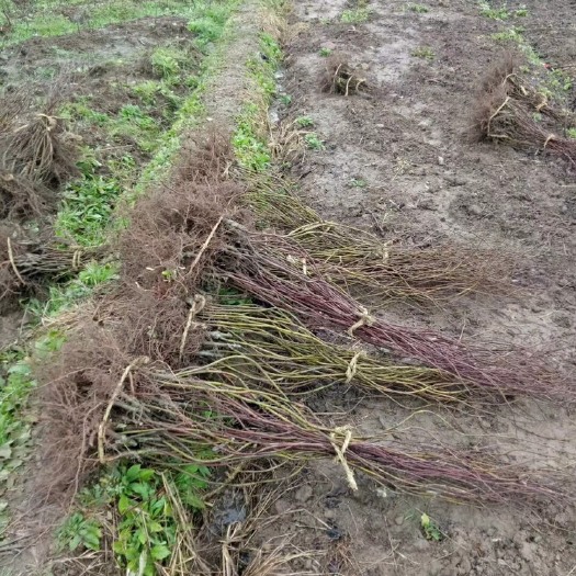 潢川县红羽毛枫基地苗量大，品种纯正！