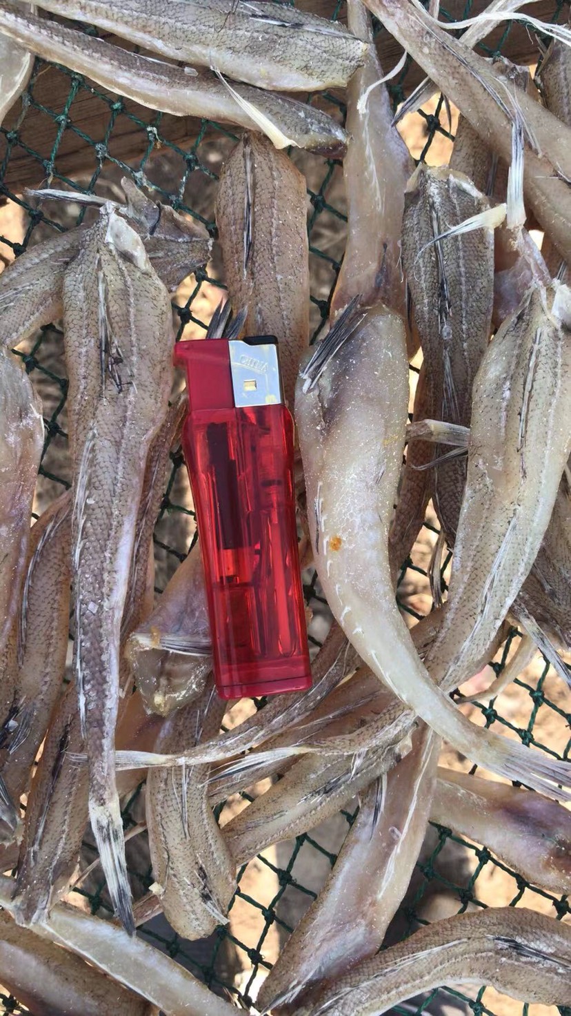 新鲜沙丁鱼 广州市发货 食品安全有保障