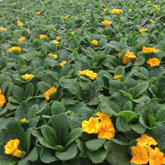 成都探春花 种植销售各类时令草花、宿根花卉、草坪、苗木，品种齐全 量大从