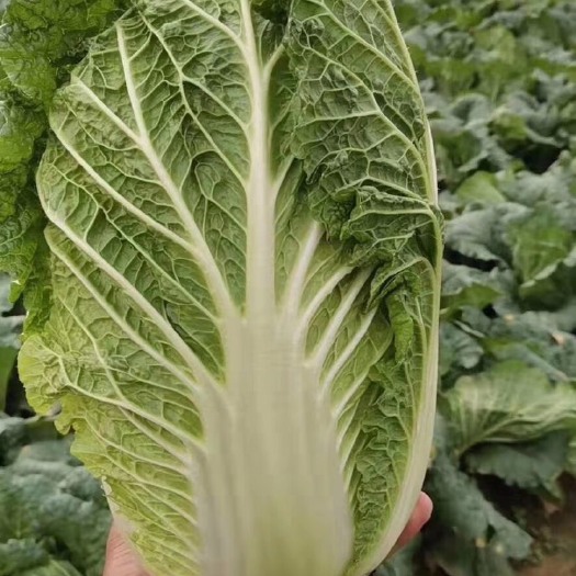 山地黄金2号白菜  大白菜 黄心大白菜