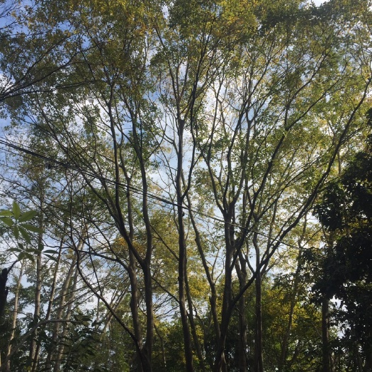 容县 多杆朴树，树冠好看