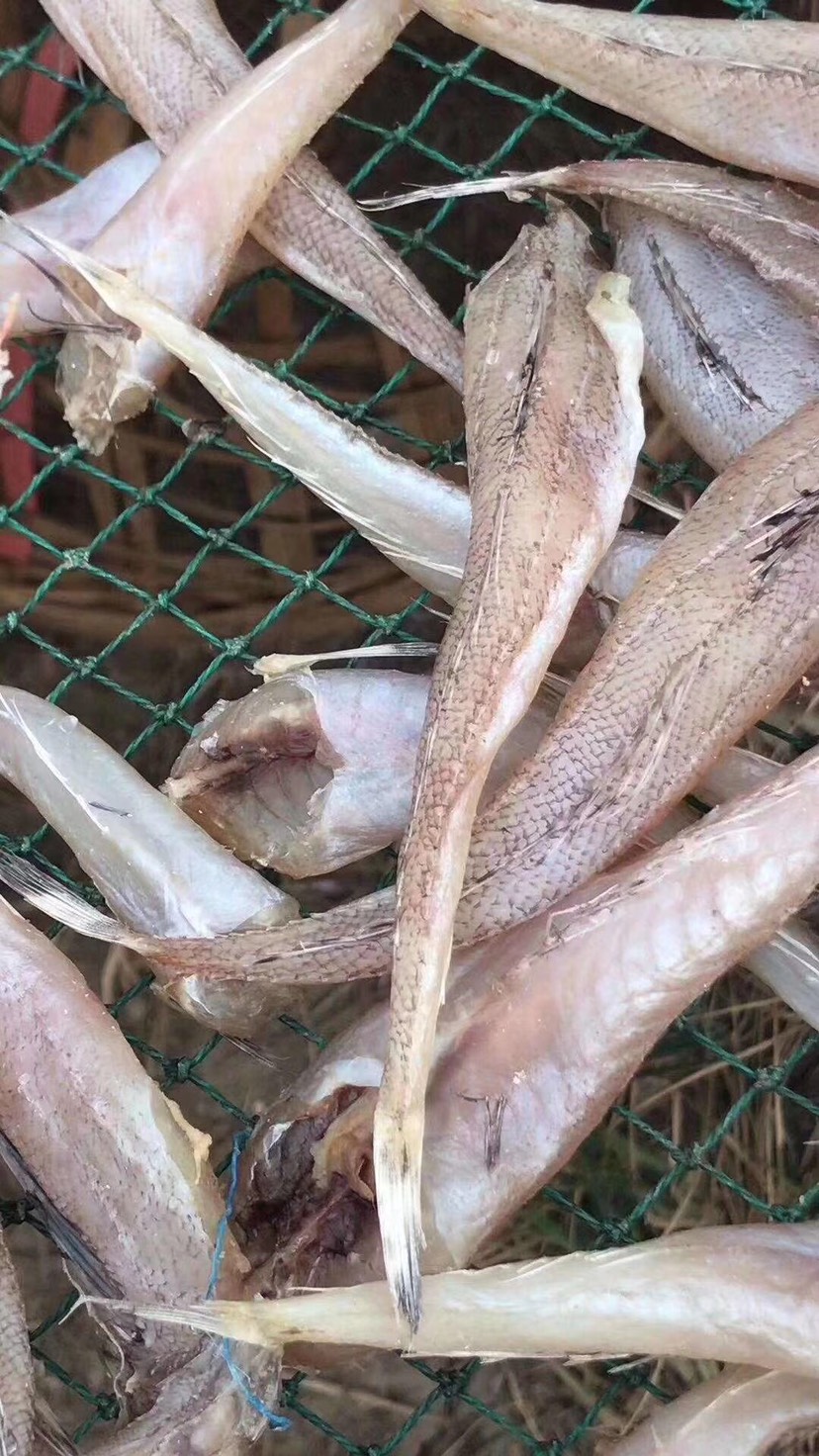 新鲜沙丁鱼 广州市发货 食品安全有保障