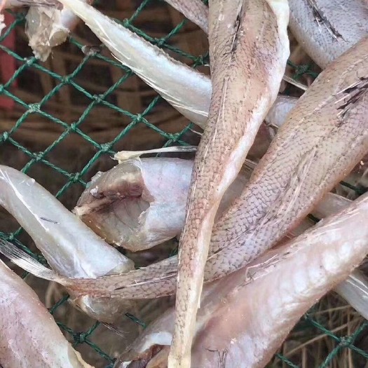 广州新鲜沙丁鱼 广州市发货 食品安全有保障