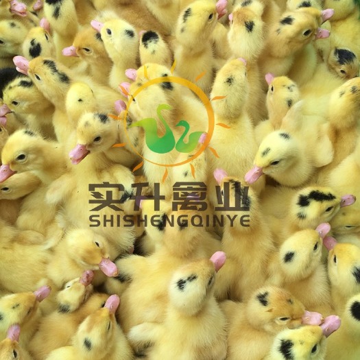 南宁一点头鸭苗 优质M18鸭