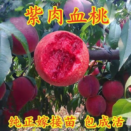 平邑县 桃树苗血桃水蜜桃黑桃早熟晚熟嫁接桃苗南北方种植盆栽地栽果树苗