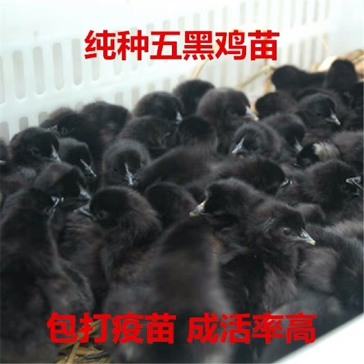 沭阳县 五黑鸡苗活体包邮小鸡苗 乌骨鸡苗公鸡苗小鸡仔鸡雏