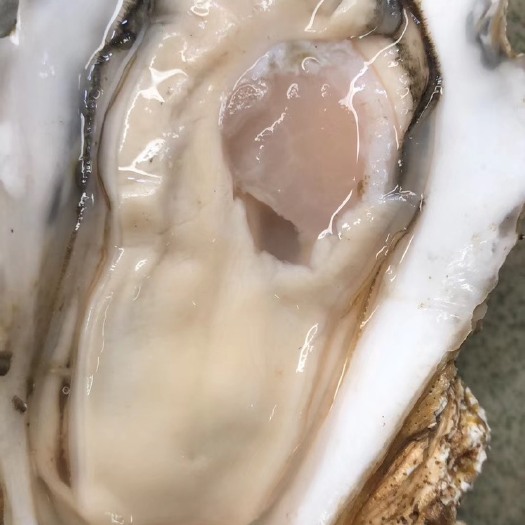 佛山湛江牡蛎 95斤箱，正宗湛江生蚝！