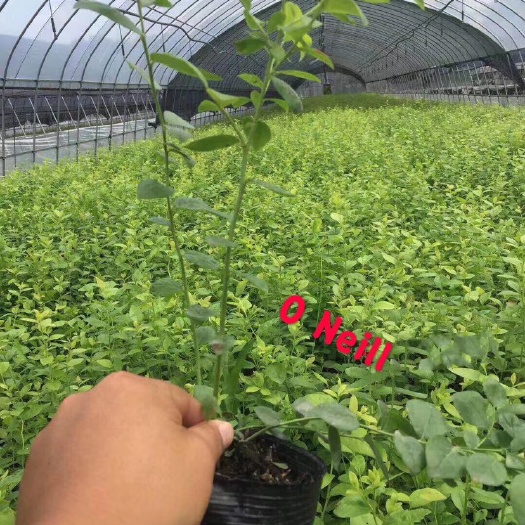 诸暨市晚蓝蓝莓苗