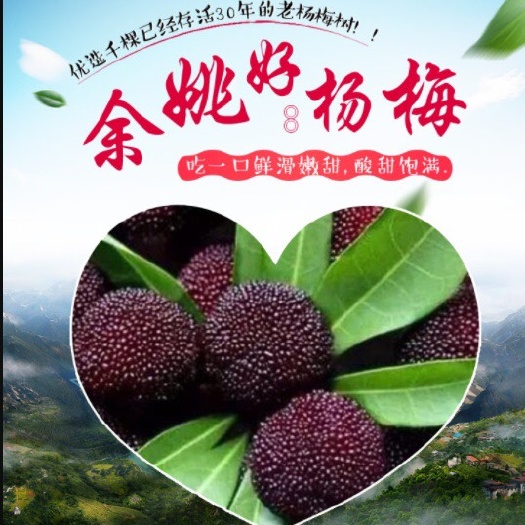 余姚市 优选A级余姚荸荠种杨梅，真空包装顺丰空运冷链次日直达