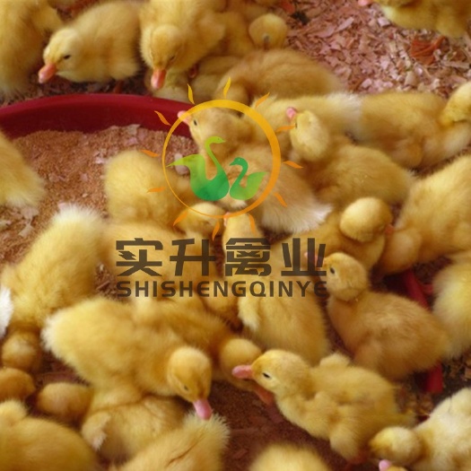 南宁 优质白鸭苗