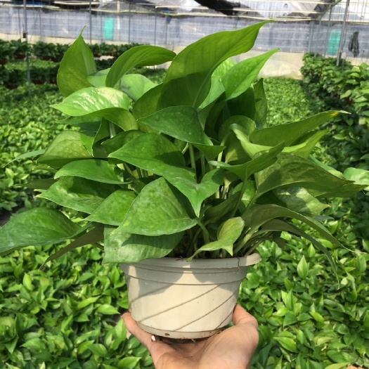 绿萝  精品180规格绿罗基地直销，价格实惠。