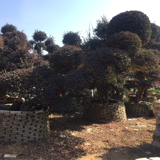 佛山双面红