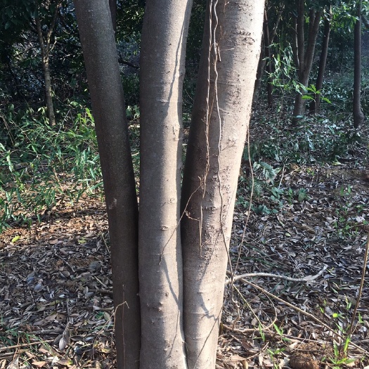 全州县 丛生朴树