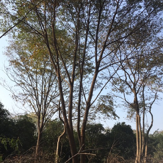 全州县 丛生多杆香樟树